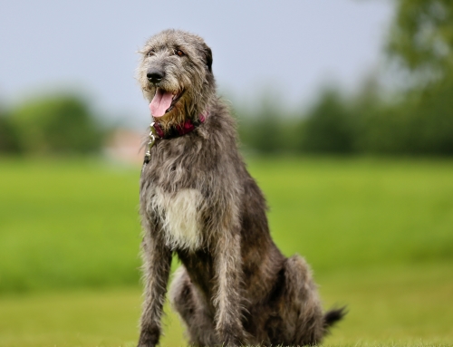 Breed Bio – Irish Wolfhound