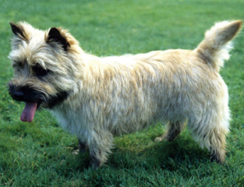 Breed Bio – Cairn Terrier