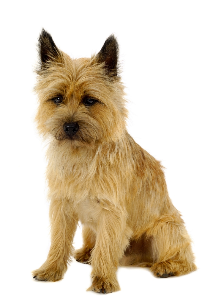 are cairn terriers barkers