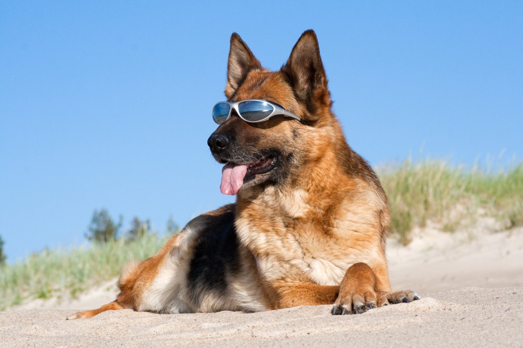 German shepherd laying in sun glasses on sand