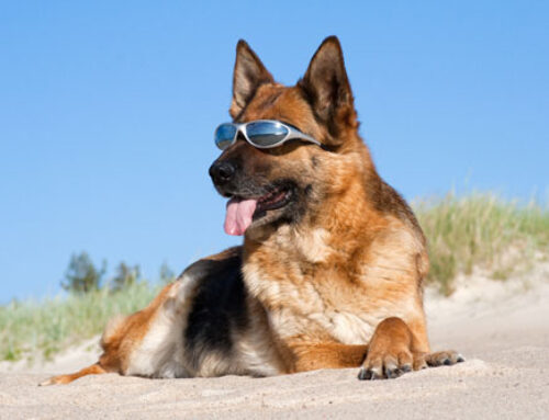 How to Protect Your Dog From Sunburn