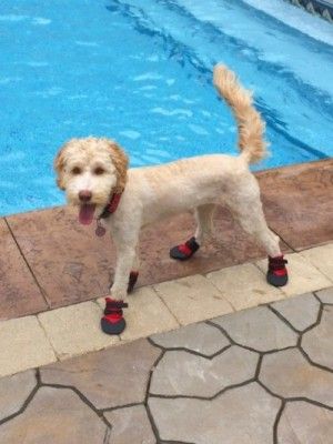 dog swim shoes