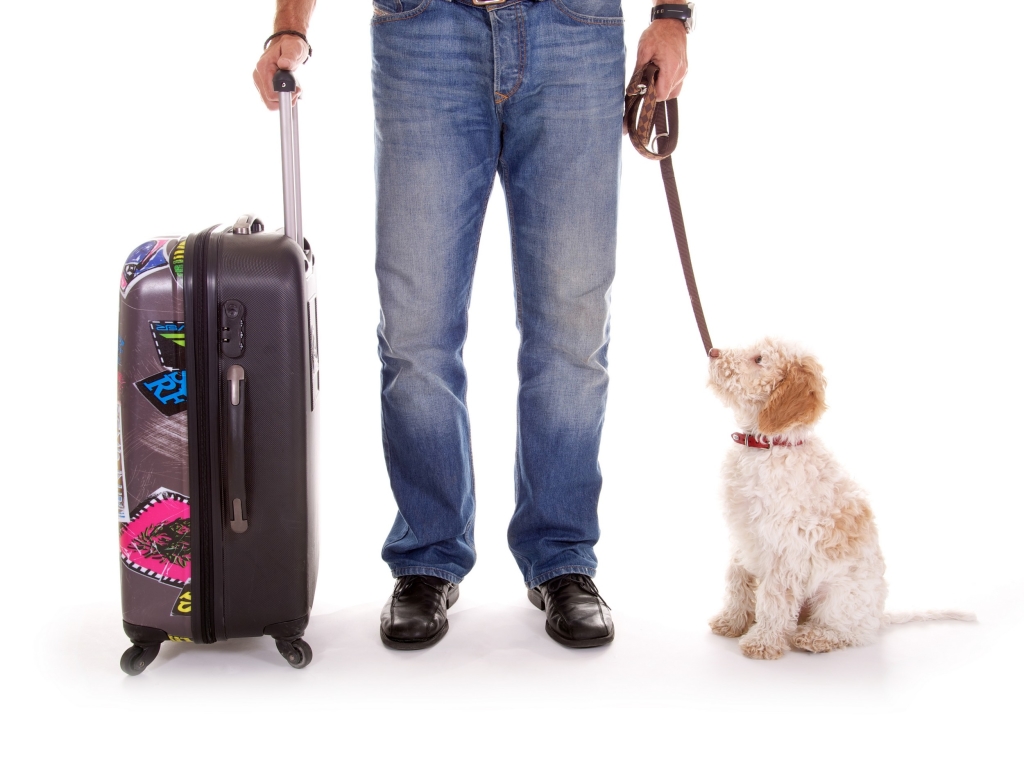 Pet travel. Собачка с чемоданом. Путешествие с питомцем на самолете. Traveller Pet mm2. Kinitopet Pet.