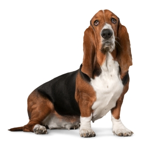 bassett hound