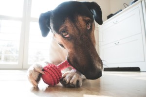 Playful and cute terrier dog chewing a toy at home