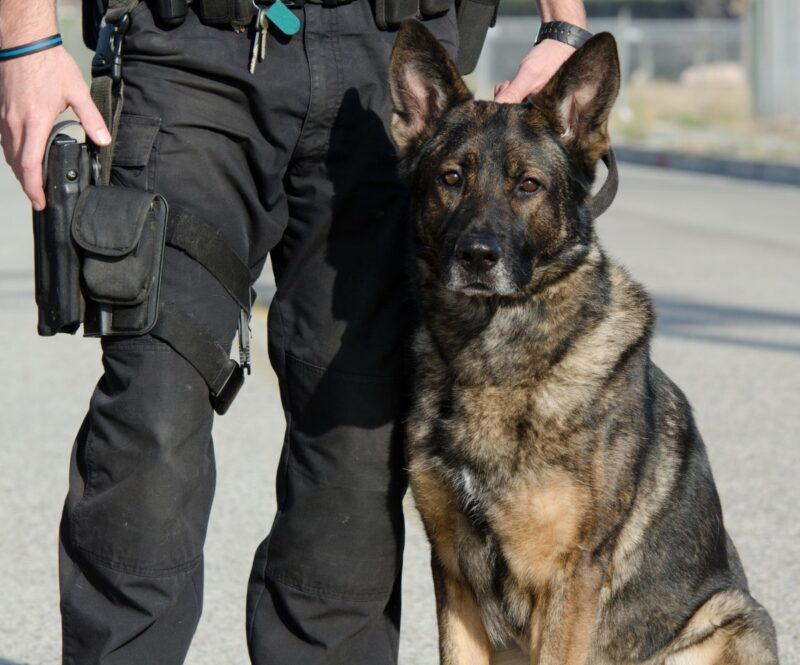 German Shepherd Police Dog