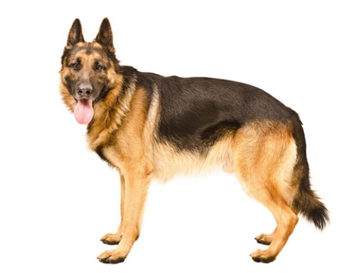 Breed Bio – German Shepherd Dog