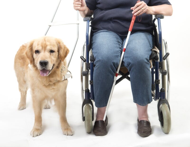 Service Dogs – What Makes Them Unique & Special | Alldogboots Blog