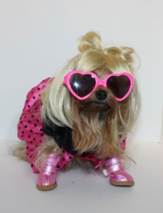 dog dressed as lady gaga