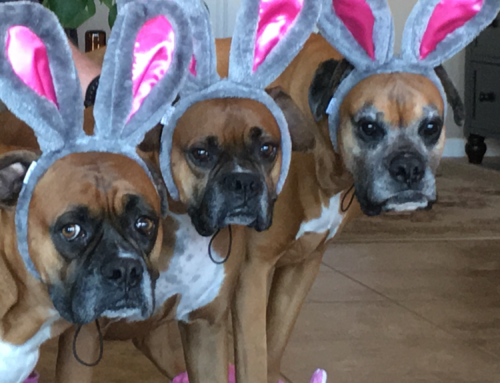 Happy Easter from Ava, Jager and Ozzy