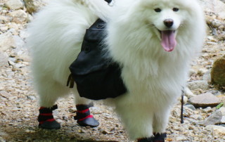 samoyed boots Alldogboots Blog