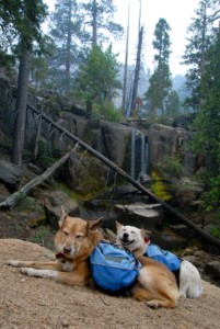 dog hiking on vacation with backpacks