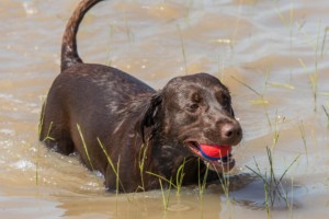 chocolate lab playing in flood waters in houston texas