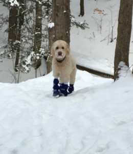 Getting your dog winter ready