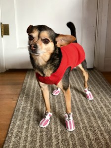 Lightweight Boots for a Little Chihuahua