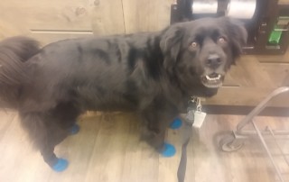 Booties for Slipper Store Floors