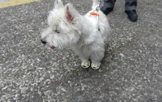 Westie Wears Booties For Hot Pavement