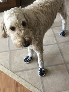 Dog Sandals for Hot Pavement