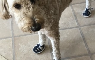 Dog Sandals for Hot Pavement