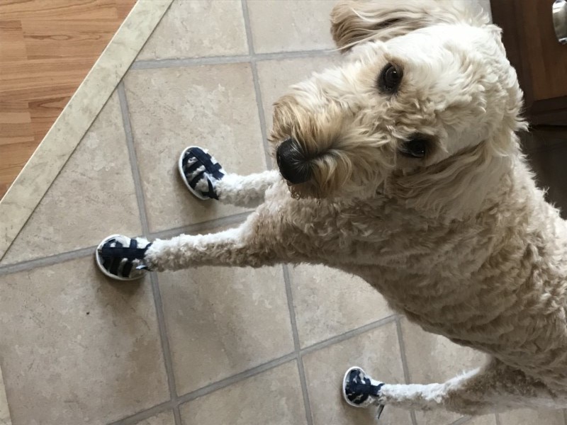 dog sandals
