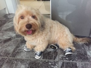 Dog Sneakers to Keep Paws Clean