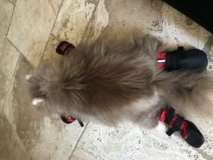 Pomeranian Wears Boots for Stability