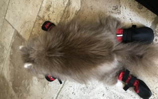 Pomeranian Wears Boots for Stability