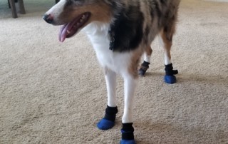 Booties for Burnt Paws