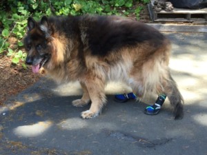 Dog Boots for Spinal Stenosis and Bad Hips