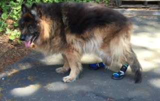 Dog Boots for Spinal Stenosis and Bad Hips