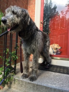 Irish Wolfhound Wears Boots for Dragging Paws