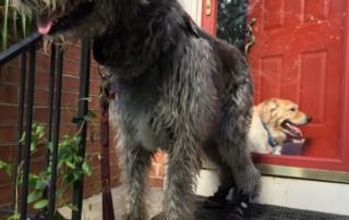 Irish Wolfhound Wears Boots for Dragging Paws