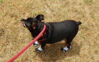 Min Pin Booties