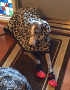 Greyhound Dressed For Winter