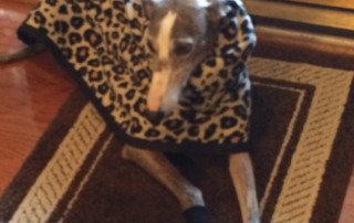 Greyhound Dressed For Winter