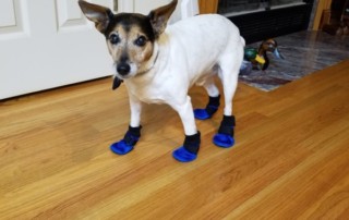 Jack Russell Needs Non Slip Booties