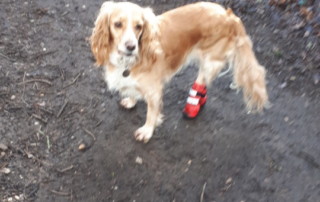 Posh New Booties for Dachshund