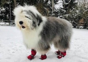 Sheepadoodle Winter Boots