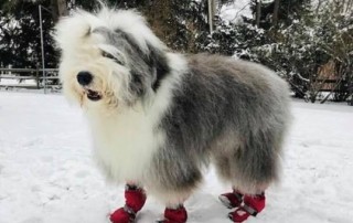 Sheepadoodle Winter Boots