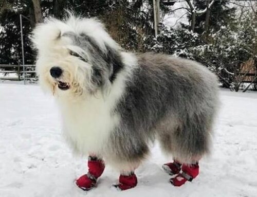 Do Dogs Really Need Winter Boots?