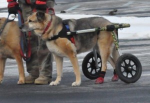 Boots for Dog In Wheelchair