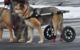 Boots for Dog In Wheelchair