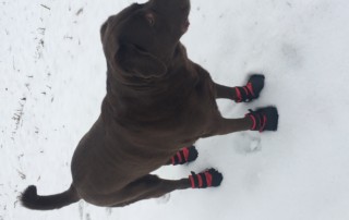 Lab in Boots