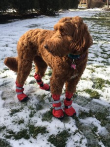 Labradoodle Boots
