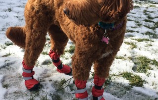 Labradoodle Boots