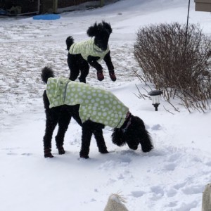 Poodles Jumping In Snow