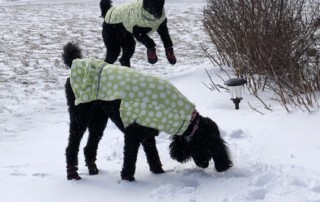 Poodles Jumping In Snow