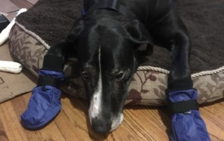 Great Dane in Booties