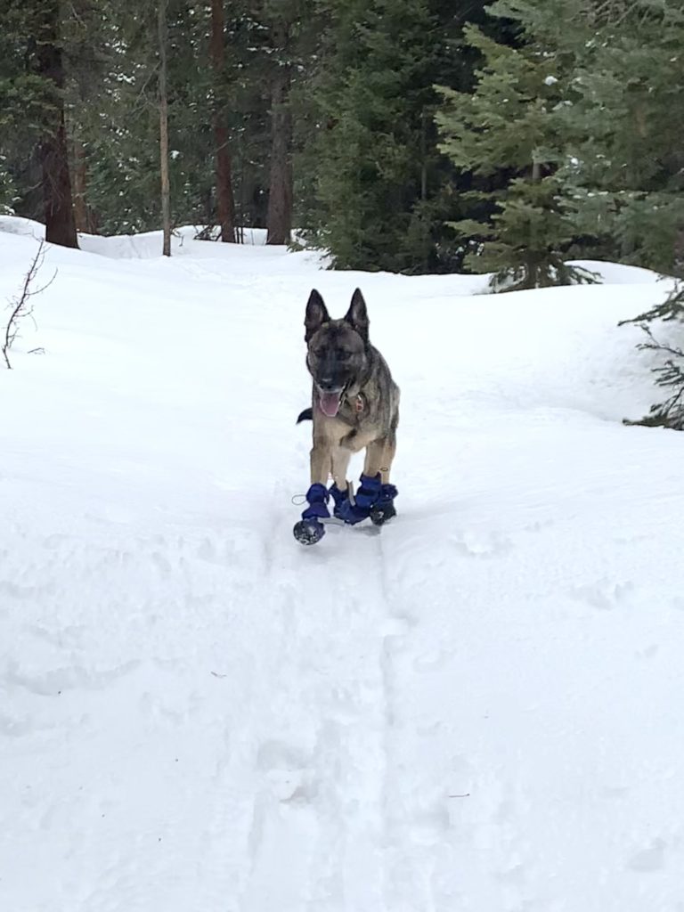 Dog wearing winter boots during a cold weather walk