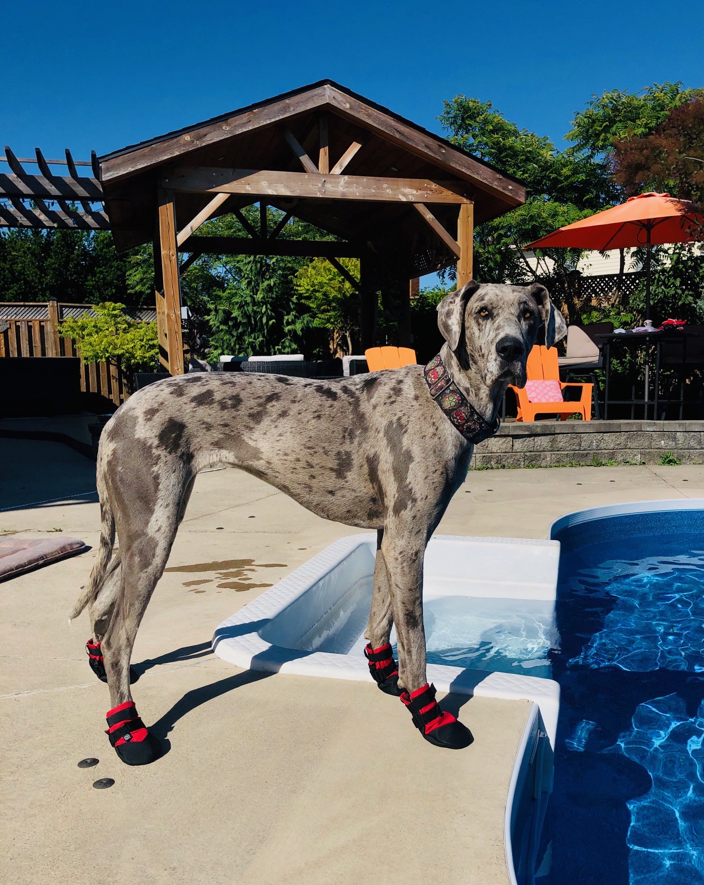Mara the great Dane in water shoes Alldogboots Blog